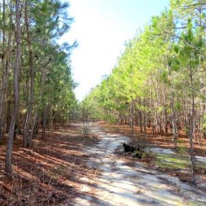 Photo of UNDER CONTRACT!!  12.25 Acres of Hunting Land For Sale in Scotland County NC!