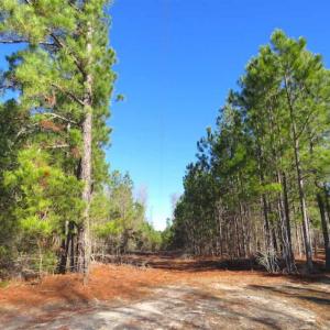 Photo of UNDER CONTRACT!!  12.25 Acres of Hunting Land For Sale in Scotland County NC!