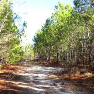 Photo of UNDER CONTRACT!!  12.25 Acres of Hunting Land For Sale in Scotland County NC!