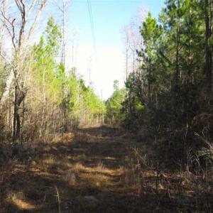 Photo of UNDER CONTRACT!!  12.25 Acres of Hunting Land For Sale in Scotland County NC!