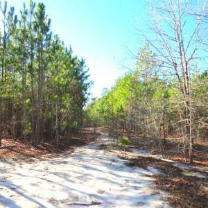 Photo of UNDER CONTRACT!!  12.25 Acres of Hunting Land For Sale in Scotland County NC!