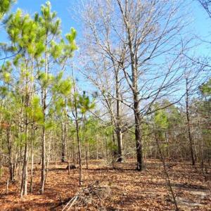 Photo of UNDER CONTRACT!!  12.25 Acres of Hunting Land For Sale in Scotland County NC!
