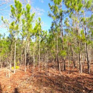 Photo of UNDER CONTRACT!!  12.25 Acres of Hunting Land For Sale in Scotland County NC!