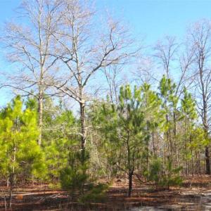 Photo of UNDER CONTRACT!!  12.25 Acres of Hunting Land For Sale in Scotland County NC!