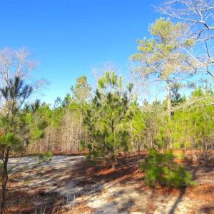 Photo of UNDER CONTRACT!!  12.25 Acres of Hunting Land For Sale in Scotland County NC!