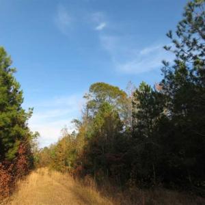 Photo of UNDER CONTRACT!!  115 Acres of Hunting Land For Sale in Columbus County NC!