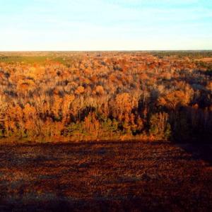 Photo of UNDER CONTRACT!!  115 Acres of Hunting Land For Sale in Columbus County NC!