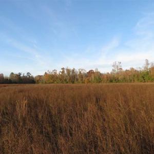 Photo of UNDER CONTRACT!!  115 Acres of Hunting Land For Sale in Columbus County NC!