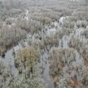 Photo of SOLD!!  20 Acres of Hunting Land For Sale in Robeson County NC!
