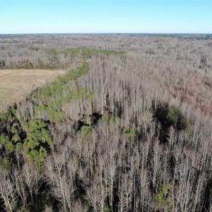 Photo of SOLD!!  125 Acres of Hunting Land For Sale in Robeson County NC!