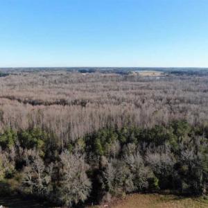 Photo of SOLD!!  125 Acres of Hunting Land For Sale in Robeson County NC!
