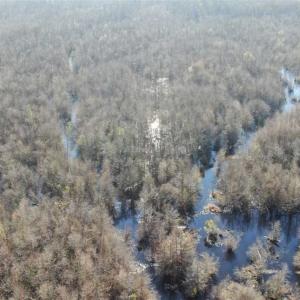 Photo of SOLD!!  125 Acres of Hunting Land For Sale in Robeson County NC!