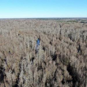 Photo of SOLD!!  125 Acres of Hunting Land For Sale in Robeson County NC!