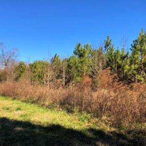 Photo of SOLD!!  27 Acre Marina and Waterfront Land For Sale in Chowan County NC!