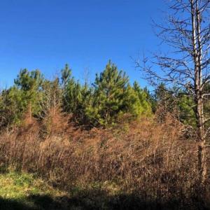 Photo of SOLD!!  27 Acre Marina and Waterfront Land For Sale in Chowan County NC!