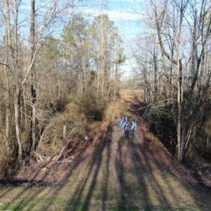 Photo of CLOSED!!  20 Acres of Farm and Hunting Land For Sale in Robeson County NC!