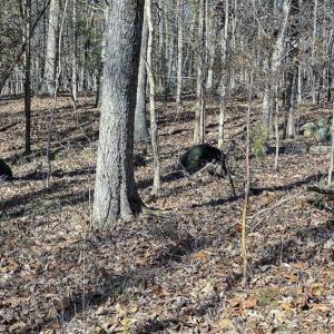 Photo of SOLD!! 37.31 Acres of Multi-Use Land For Sale in Person County NC!