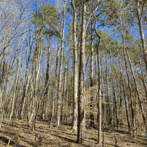 Photo of SOLD!! 37.31 Acres of Multi-Use Land For Sale in Person County NC!