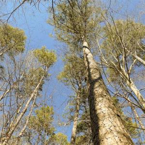 Photo of SOLD!! 37.31 Acres of Multi-Use Land For Sale in Person County NC!