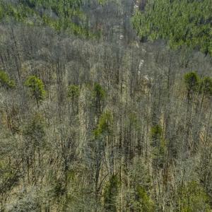 Photo of SOLD!! 37.31 Acres of Multi-Use Land For Sale in Person County NC!