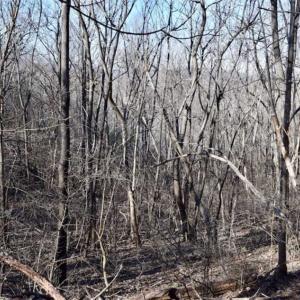 Photo of SOLD!!  6 Acres of Hunting and Residential Land For Sale in Franklin County VA!