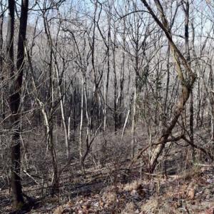 Photo of SOLD!!  6 Acres of Hunting and Residential Land For Sale in Franklin County VA!