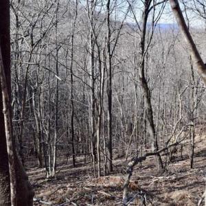 Photo of SOLD!!  6 Acres of Hunting and Residential Land For Sale in Franklin County VA!