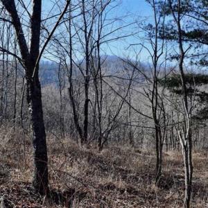 Photo of SOLD!!  6 Acres of Hunting and Residential Land For Sale in Franklin County VA!