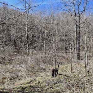 Photo of SOLD!!  81 Acres of Hunting and Recreational Land For Sale in Franklin County VA!