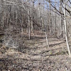 Photo of SOLD!!  81 Acres of Hunting and Recreational Land For Sale in Franklin County VA!