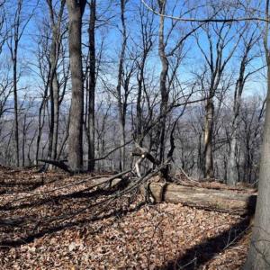 Photo of SOLD!!  81 Acres of Hunting and Recreational Land For Sale in Franklin County VA!