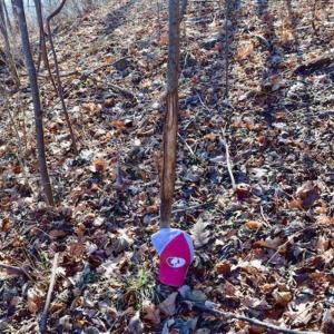 Photo of SOLD!!  81 Acres of Hunting and Recreational Land For Sale in Franklin County VA!