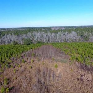 Photo of SOLD!!  13.79 Acres of Development and Hunting Land for Sale in Columbus County NC!