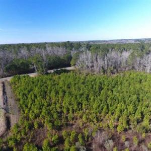 Photo of SOLD!!  13.79 Acres of Development and Hunting Land for Sale in Columbus County NC!