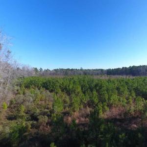 Photo of SOLD!!  13.79 Acres of Development and Hunting Land for Sale in Columbus County NC!