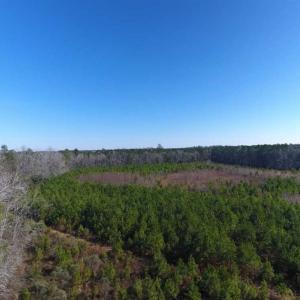 Photo of SOLD!!  13.79 Acres of Development and Hunting Land for Sale in Columbus County NC!