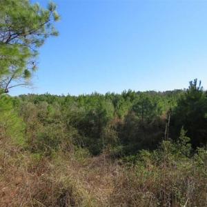 Photo of SOLD!!  13.79 Acres of Development and Hunting Land for Sale in Columbus County NC!