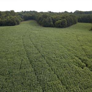 Photo of SOLD!!  79.32 Acres of Farm and Hunting Land For Sale in Person County NC!