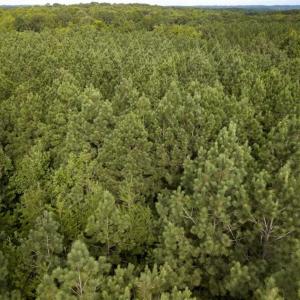 Photo of SOLD!!  79.32 Acres of Farm and Hunting Land For Sale in Person County NC!