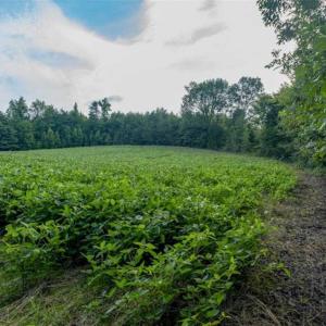 Photo of SOLD!!  79.32 Acres of Farm and Hunting Land For Sale in Person County NC!