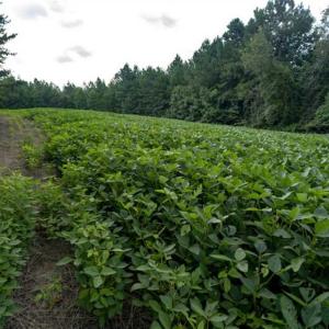 Photo of SOLD!!  79.32 Acres of Farm and Hunting Land For Sale in Person County NC!