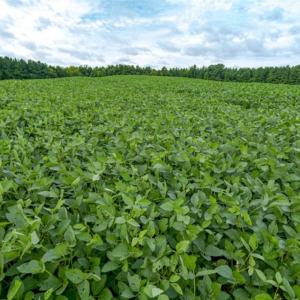 Photo of SOLD!!  79.32 Acres of Farm and Hunting Land For Sale in Person County NC!