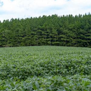 Photo of SOLD!!  79.32 Acres of Farm and Hunting Land For Sale in Person County NC!