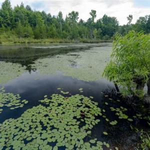 Photo of SOLD!!  79.32 Acres of Farm and Hunting Land For Sale in Person County NC!