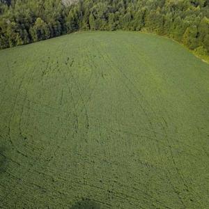 Photo of SOLD!!  79.32 Acres of Farm and Hunting Land For Sale in Person County NC!