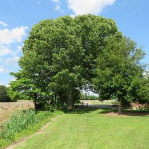 Photo of SOLD!!  23 Ac of Farm and Timber Land with Home and Outbuildings in Robeson Co NC!