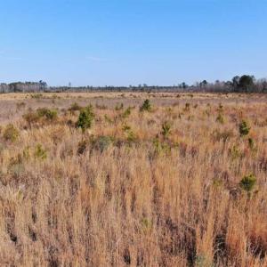 Photo of UNDER CONTRACT!!  79 Acres of Development Land For Sale in Robeson County NC!