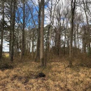 Photo of SOLD!!  12.42 Acres of Land For Sale in Perquimans County NC!