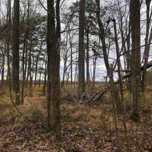 Photo of SOLD!!  12.42 Acres of Land For Sale in Perquimans County NC!