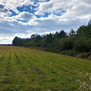 Photo of SOLD!!  12.42 Acres of Land For Sale in Perquimans County NC!